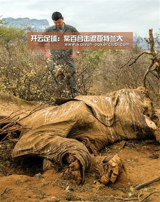 开云足球：紫百合击退亚特兰大